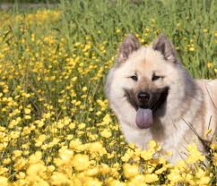 Puppies for sale from dog breeders near california. Eurasier