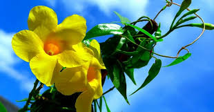 Image result for dipladenie žlutá obrázek