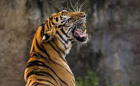 The tiger census of 2018, showed an increase in the population of india's national animal. International Tiger Day 2021 Date Theme History And Why It Is Important