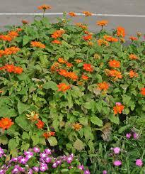 Image result for Tithonia