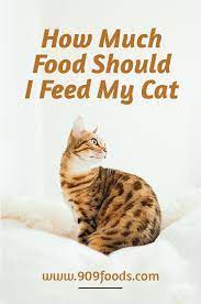 How Much Food Should I Feed My Cat Cats Lived In The Wild Before They Were Domesticated They Are Carnivorous Animals And They Pref Cats Cute Animals Animals