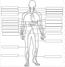 Maybe you would like to learn more about one of these? Label The Arteries Diagram Quizlet