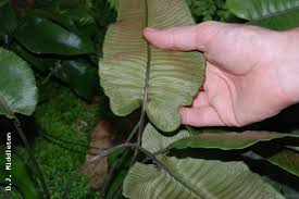 Image result for Diplazium humbertii