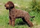 Lagotto Romagnolo Puppies for Sale from Reputable Dog Breeders
