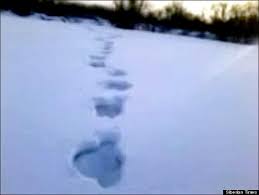 The abominable snowman (choose your own adventure #1). Yeti Baby Footage In Siberia Is Real Says Abominable Snowman Academic Igor Burtsev Video Pictures Huffpost Uk