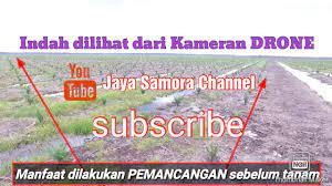 Kondisi Tanaman Kelapa Sawit Baru Tanam Dilihat Dari Drone Youtube Tanaman Kelapa Drone