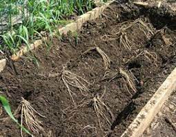 How To Grow Asparagus The Tasteful Garden Planting Asparagus Crowns Growing Asparagus Asparagus Plant