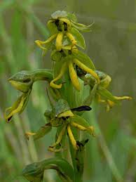 Image result for Habenaria clavata