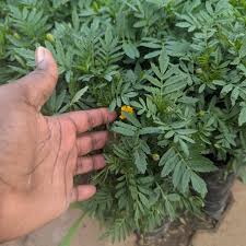 Image result for Hoslundia