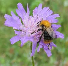 Image result for Bombus pascuorum gotlandicus