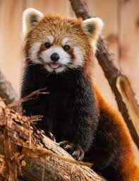 Please Follow Iloveredpandas Do You Have A Treat For Me Redpanda Panda Cutebear Bear Animal Firefox Pa Red Panda Cute Cute Animals Cute Little Animals