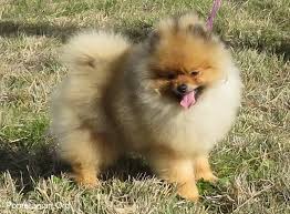 Maybe you would like to learn more about one of these? Champion Pomeranian Breeders Find Pomeranian Puppies For Sale From Reputable Pomeranian Breeders