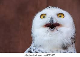 Bird Memes Images Stock Photos Vectors Shutterstock