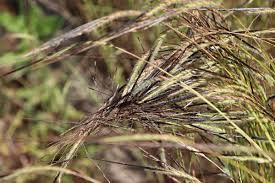 Image result for Heteropogon contortus
