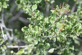 Image result for Galpinia transvaalica
