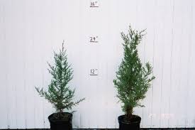The method is presented by jason weber & joseph penn in their paper creation. Eastern Red Cedar Windbreak Trees