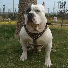 Chúng là giống chó được chọn giống từ loại chó bull anh và chó sục. Adjustable Pu Leather Dog Harness Walking Collar Leash For Pitbull Mastiff Color Black Size M Lazada Indonesia