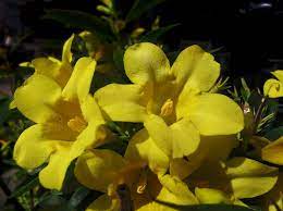 Jazmin Amarillo Jazmin Italiano Plants Flowers Bloom