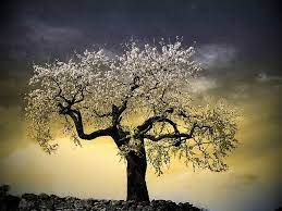 Magic Tree Magical Tree Tree Art What A Beautiful World