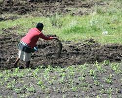 Plant Nutrition Wikipedia