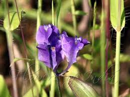 Image result for Burmannia