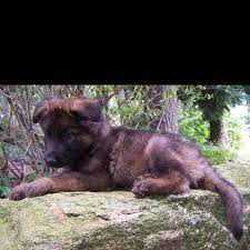 Pin By Alyssa Grimm On K9ga-lines Akc German Shepherd Best Dogs Animals