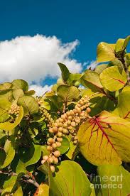 Image result for Coccoloba uvifera