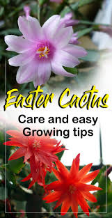 These plants often bloom in shades of pink, yellow, white, or red, which adds a bright contrast the trick to getting your easter cactus to produce beautiful blooms is to grow the plant outdoors from june until august. How To Care For Easter Cactus Growing Easter Cactus In A Container