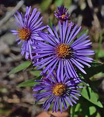 Image result for Aster chimanimaniensis