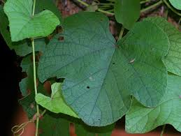 Image result for Ampelocissus africana