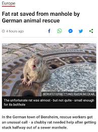 Buh rbuhhigh quality ratatouille meme (i.redd.it). Ratatouille 2 Looks Great Album On Imgur
