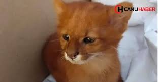 Kedi Oldugunu Dusunup Eve Goturdugu Yavrular Puma Cikti Kedi Vahsi Hayvanlar Evcil Hayvanlar
