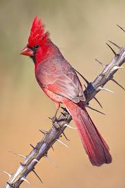 Desert Cardinal Cardinal Birds Pet Birds Beautiful Birds