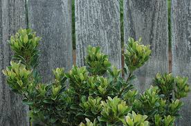 Image result for Hypertelis umbellata