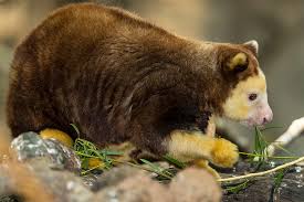Image result for tree kangaroo