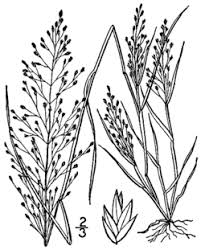 Image result for Eragrostis castellaneana