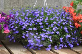 Image result for lobelia