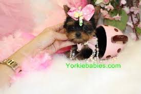 The home of the world's most exquisite micro teacup puppies for sale. Yorkiebabies Com
