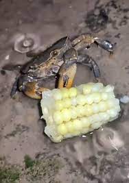 Cangrejo alimentándose