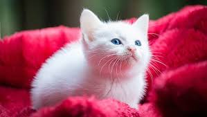 For instance, at the age of 2, the rate of growth in a cat is much slower and steady. Cat Years What Are They How Long Do Cats Live Cattime