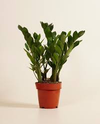 Image result for Zamiokulkas Zamioculcas