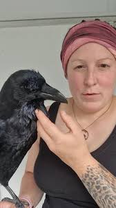 Is it a Raven or a Crow? 🐦‍⬛ 👀, #raven #crow #birdwatching #birdid  #corvids #fabletheraven #Scotland