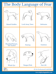 Want To Know When Your Dog Is Scared Learn To Read Dog Check Out This Brief Ppg Graphic Depicting Some Of T Dog Body Language Aggressive Dog Body Language