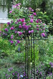 Maybe you would like to learn more about one of these? Rose Umbrella Giverny Www Classic Garden Elements Co Uk Garden Obelisks Rose Arches Rose Arbours Trellises A Garden Trellis Winter Garden Standard Roses