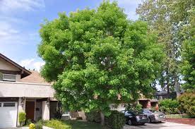 This species is planted as a street tree in temperate areas worldwide due to its attractive fruit and autumn foliage. Pistacia Chinensis Chinese Pistache Plantmaster