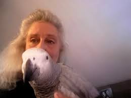 African grey parrot says funny word rectum
