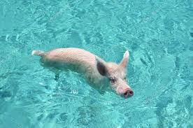 Maybe you would like to learn more about one of these? Stockfotos Babi Laut Domestik Bilder Stockfotografie Babi Laut Domestik Lizenzfreie Fotos Depositphotos