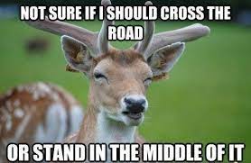 17 Deer Memes Ideas Deer Memes Funny Pictures