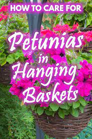 Hanging baskets containing annuals such as petunias will need more water than houseplants. How To Care For Petunias In Hanging Baskets Garden Tabs