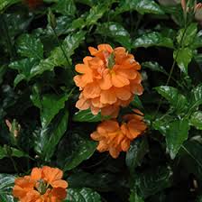 Image result for Crossandra pyrophila